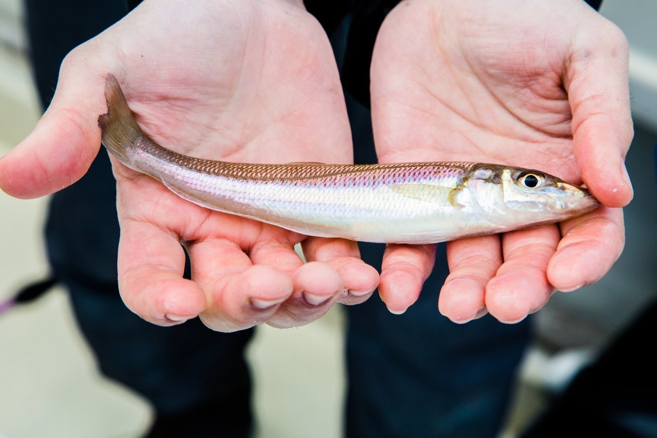 潮時と天気を考えて釣行日を決めよう 潮と魚の関係性を徹底解説