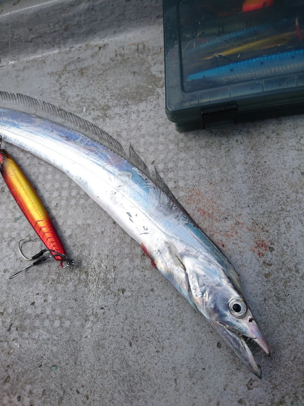 タチウオの写真