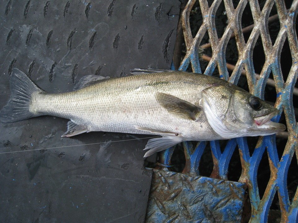 水温と魚の活性の関係性について徹底解剖 釣魚ごとの適水温もまとめてご紹介します