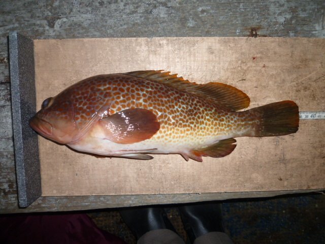 キジハタの写真