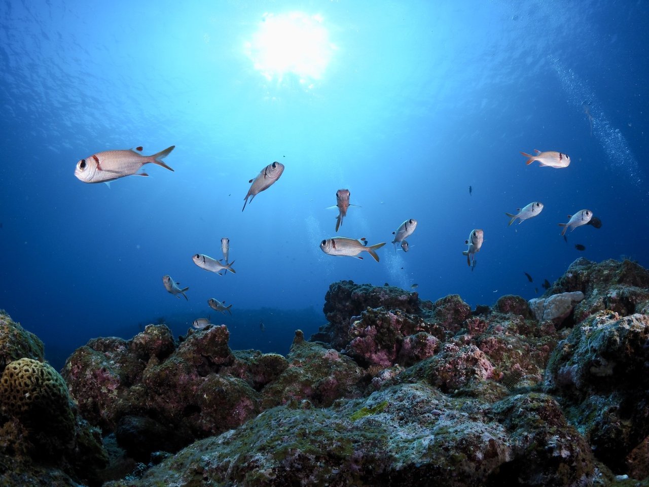 水温と魚の活性の関係性について徹底解剖 釣魚ごとの適水温もまとめてご紹介します