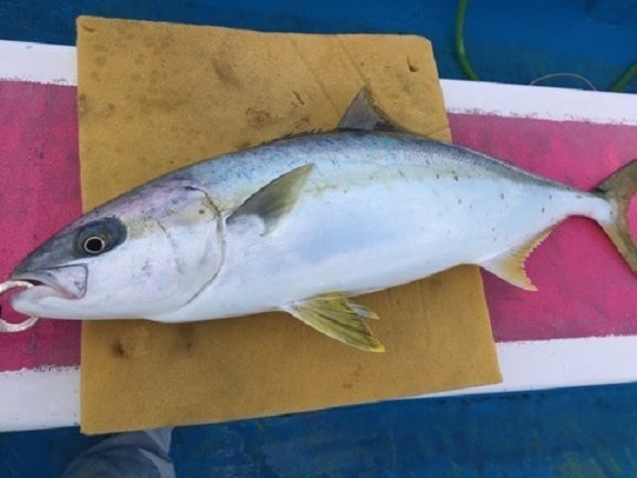 ヒラマサの写真