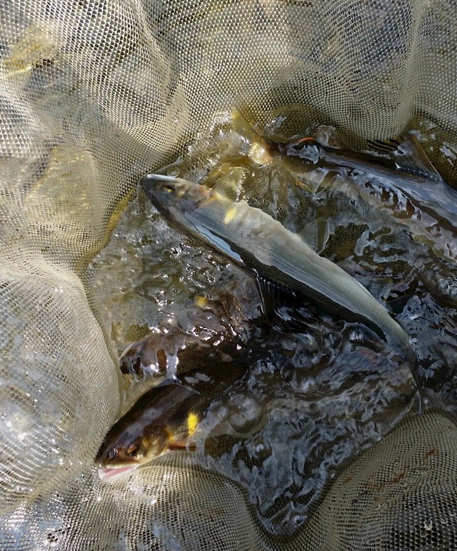 水温と魚の活性の関係性について徹底解剖 釣魚ごとの適水温もまとめてご紹介します