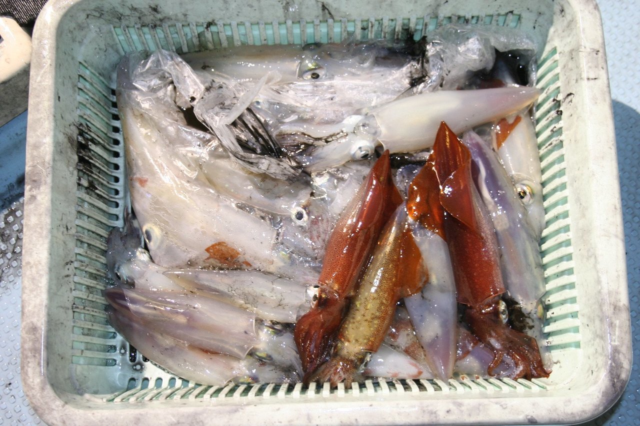 たくさん釣れたシロイカ（ケンサキイカ）の写真