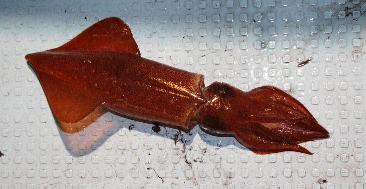 シロイカ（ケンサキイカ）の写真