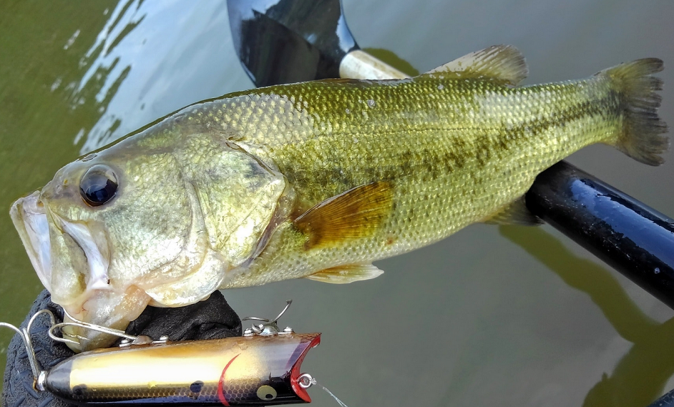 魚とルアーのアップ写真