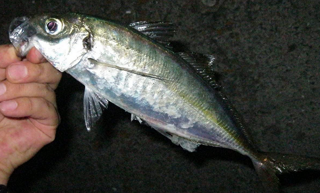 魚のアップ写真