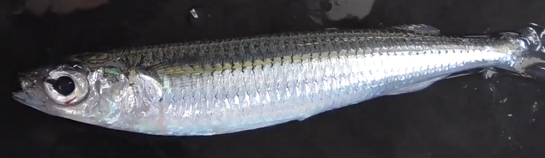 魚のアップ写真