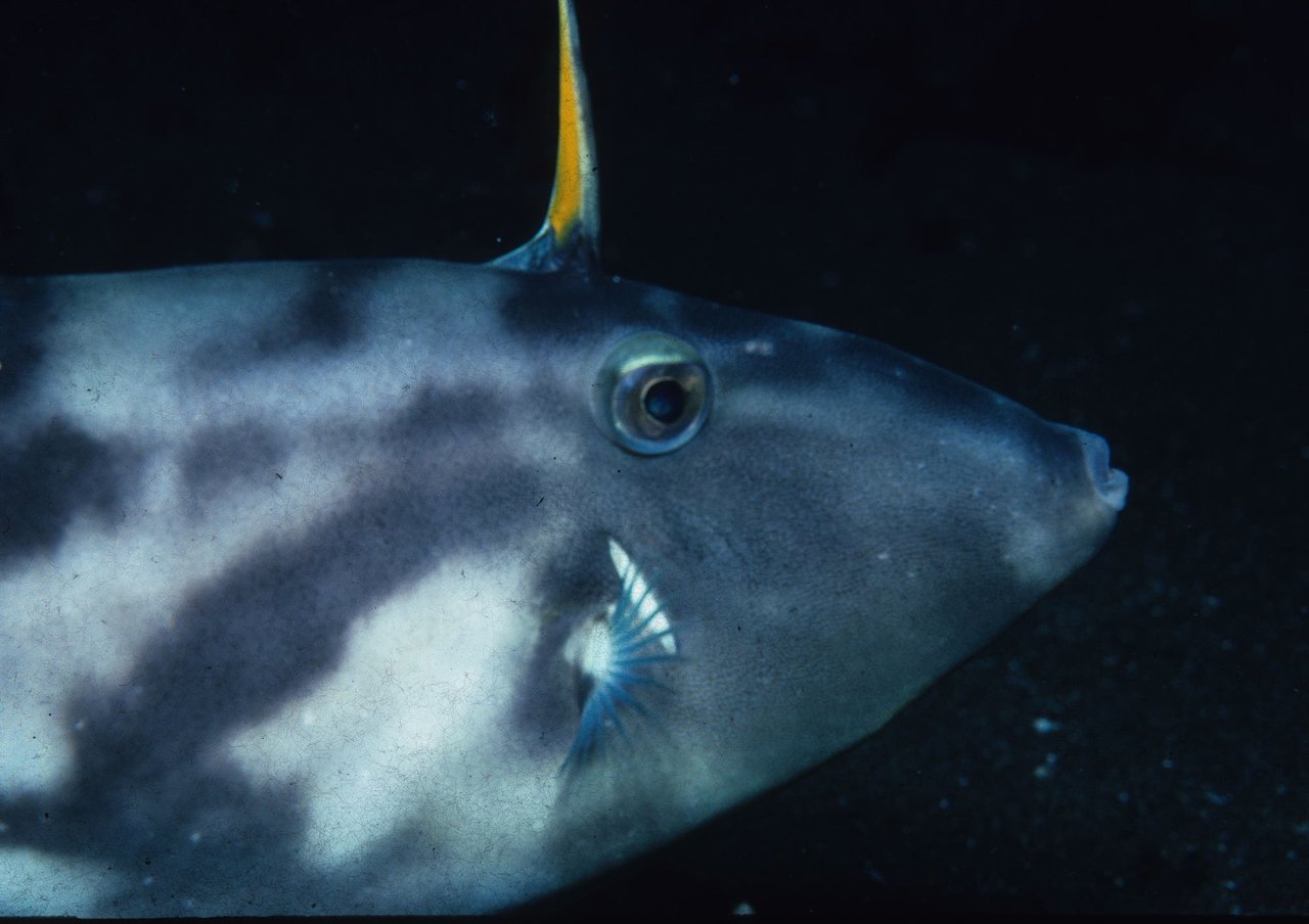 ウマヅラハギの写真