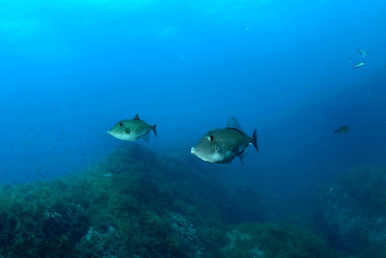 ウマヅラハギって魚知ってる 釣行記とおすすめタックルを交えて解説します