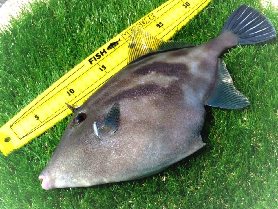 ウマヅラハギの写真