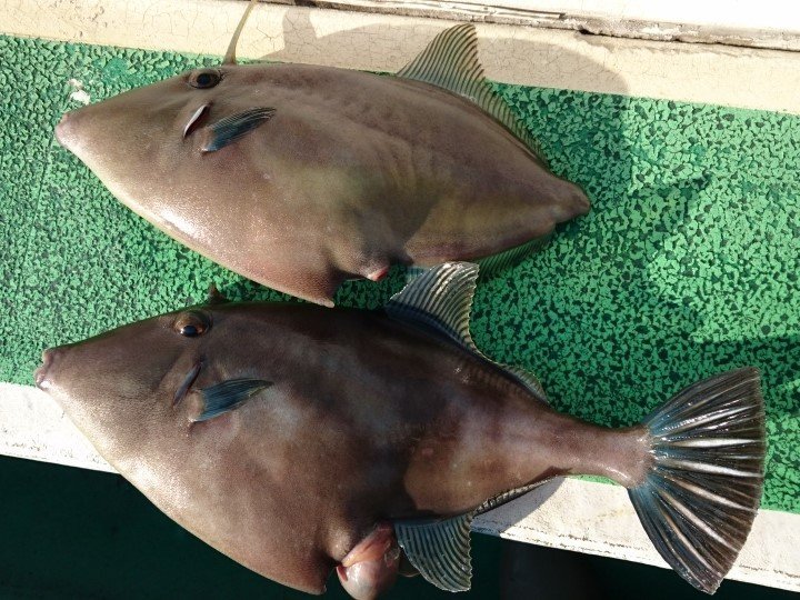 ウマヅラハギの写真