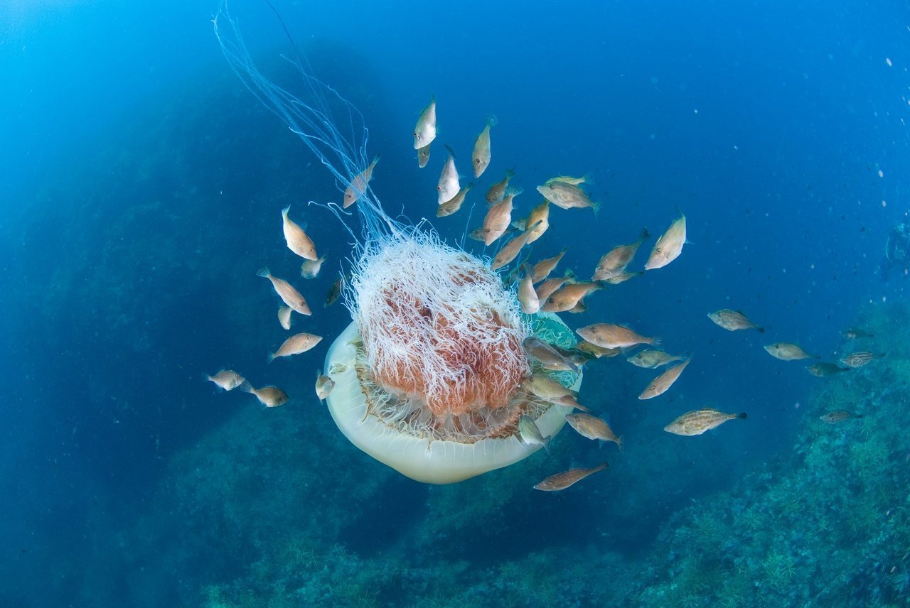 エチゼンクラゲの写真