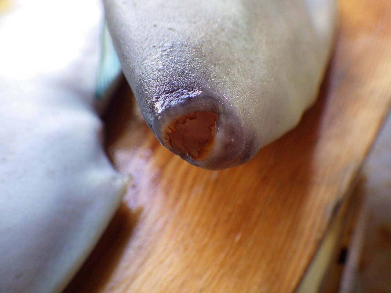 ウマヅラハギの口の写真