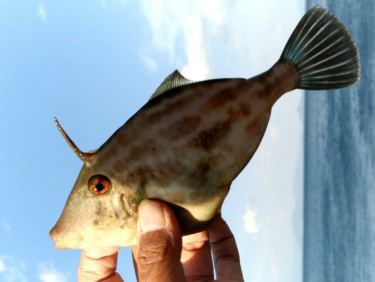 ウマヅラハギの写真