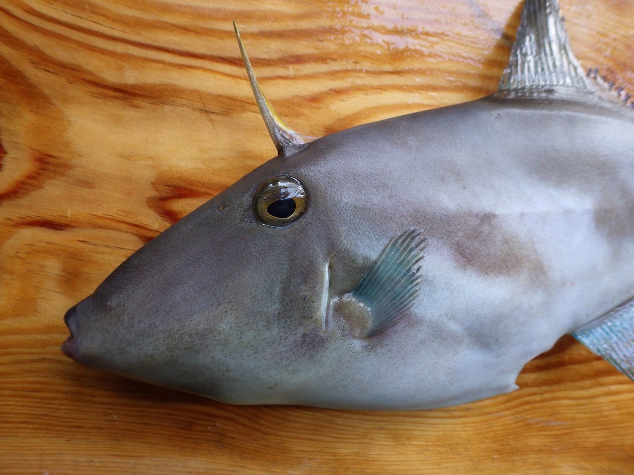 ウマヅラハギの顔の写真