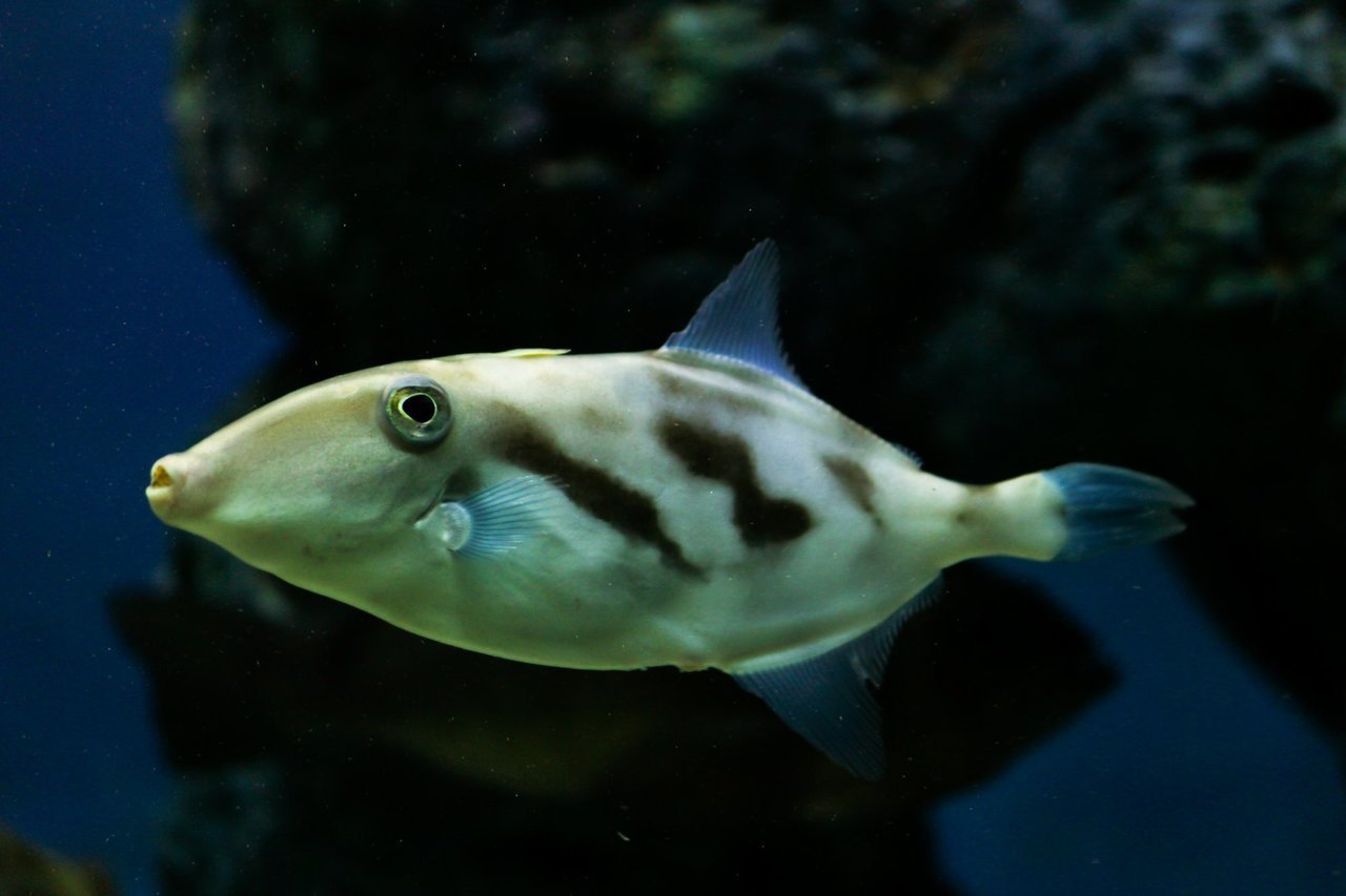 ウマヅラハギってどんな魚 釣るコツやおすすめの料理をご紹介