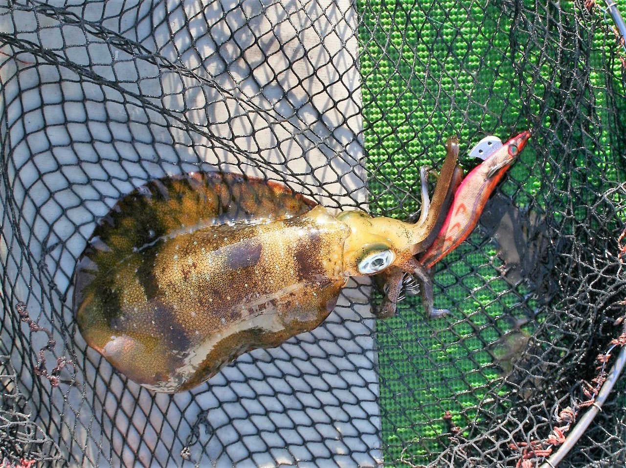 月の明るさと釣果の関係って 満月 新月 半月ではどれが一番釣りに向いてる