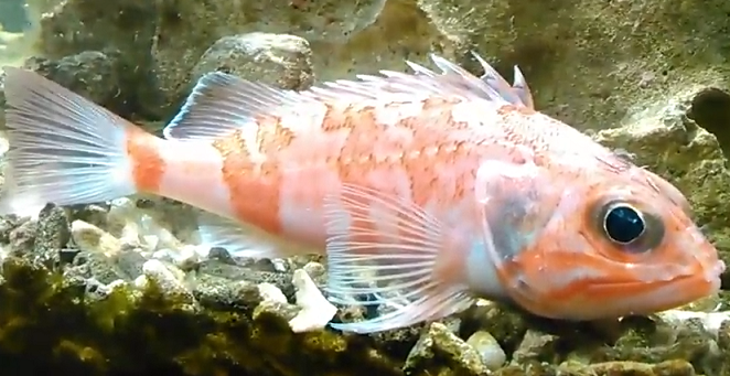 魚のアップ写真