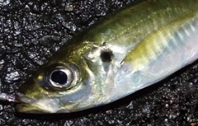 魚のアップ写真