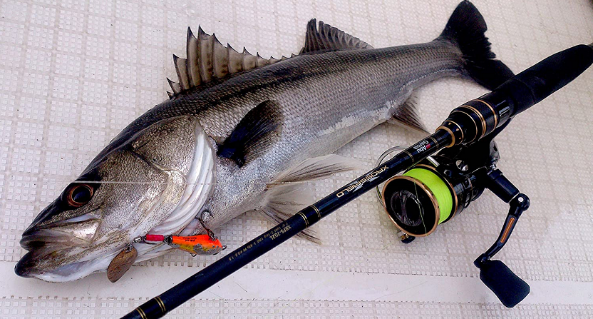 ロッドと魚のアップ写真
