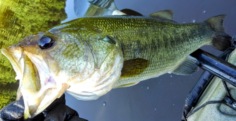 魚のアップ写真