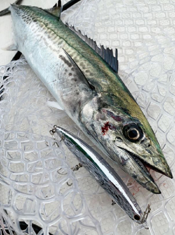 ルアーと魚のアップ写真