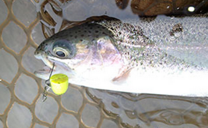 ルアーと魚のアップ写真