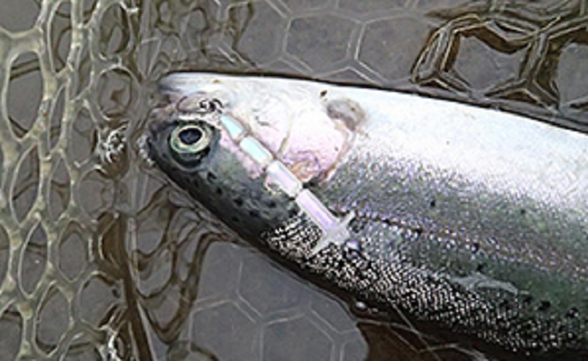 魚とルアーのアップ写真