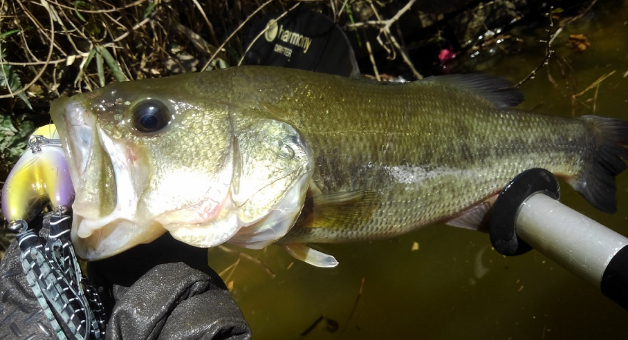 魚とルアーのアップ写真