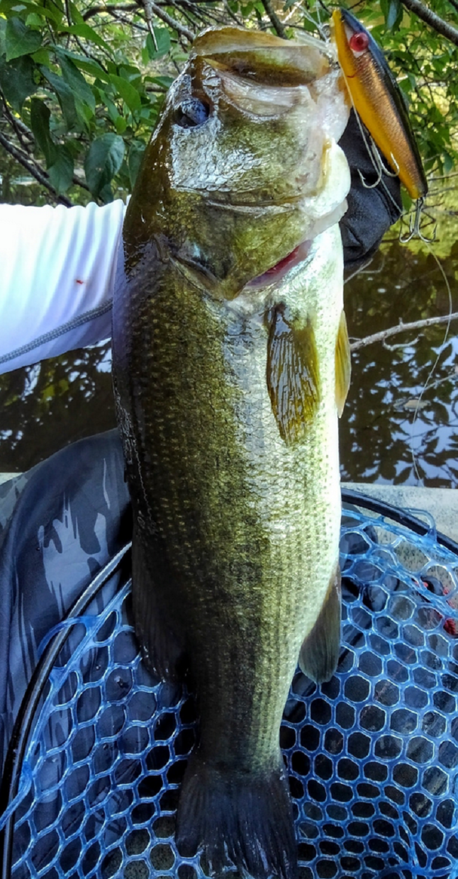 魚とルアーのアップ写真