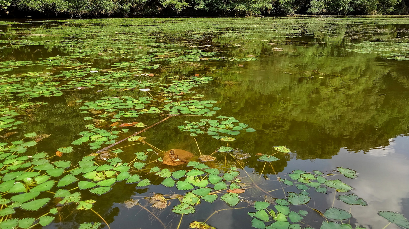 水面のアップ写真