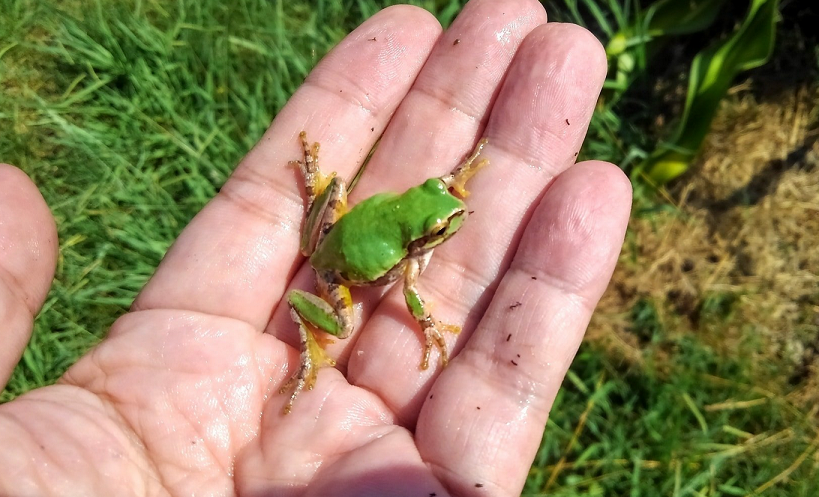 カエルのアップ写真