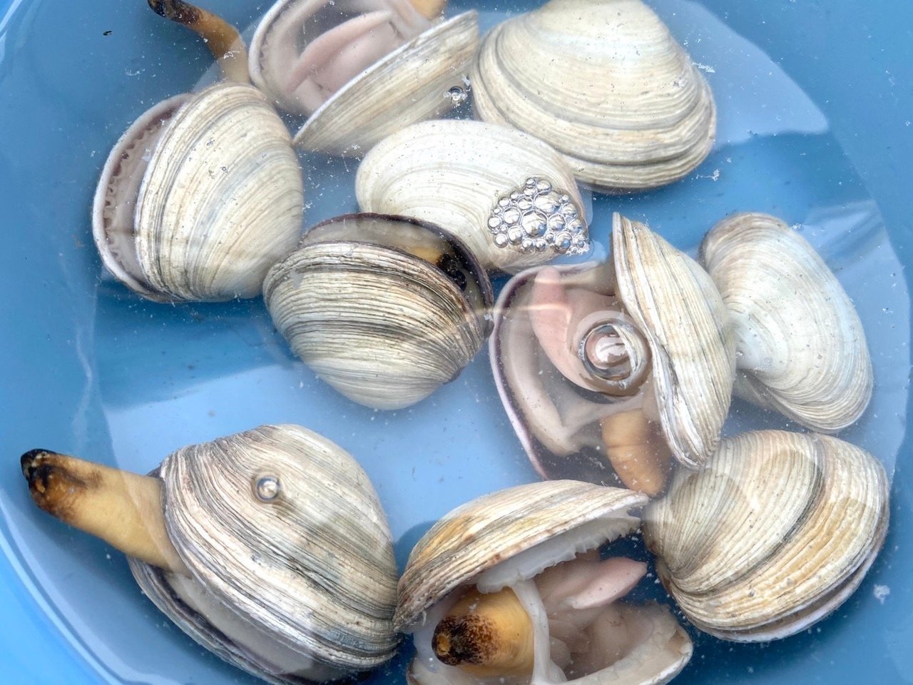 アサリの写真