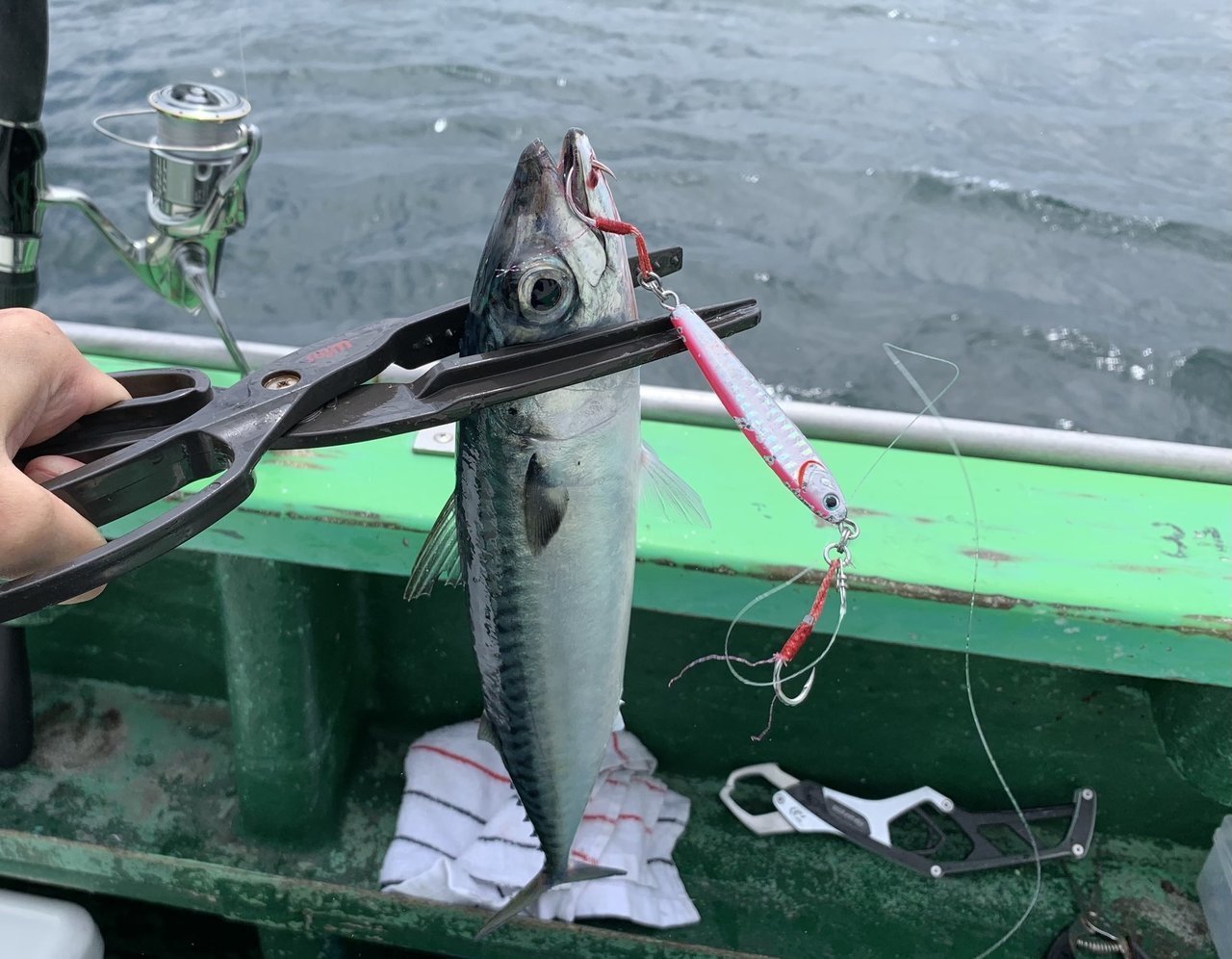 釣った魚の写真