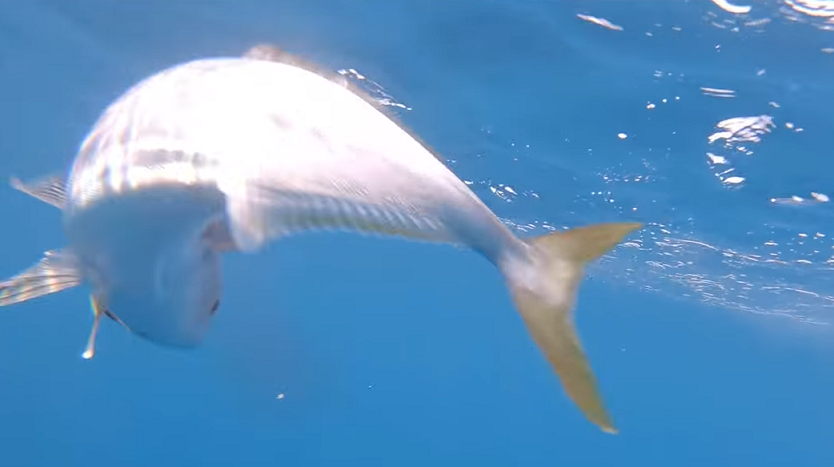 魚のアップ写真