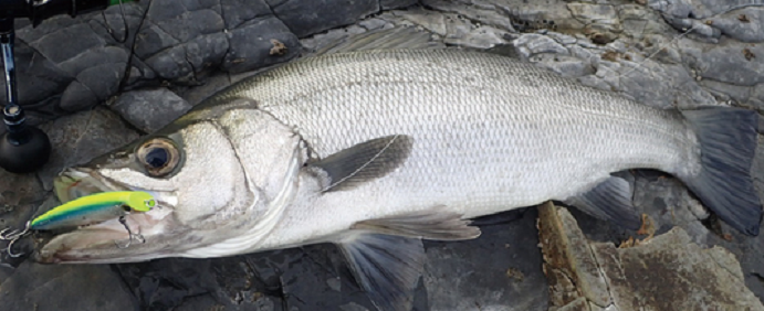 ルアーと魚のアップ写真
