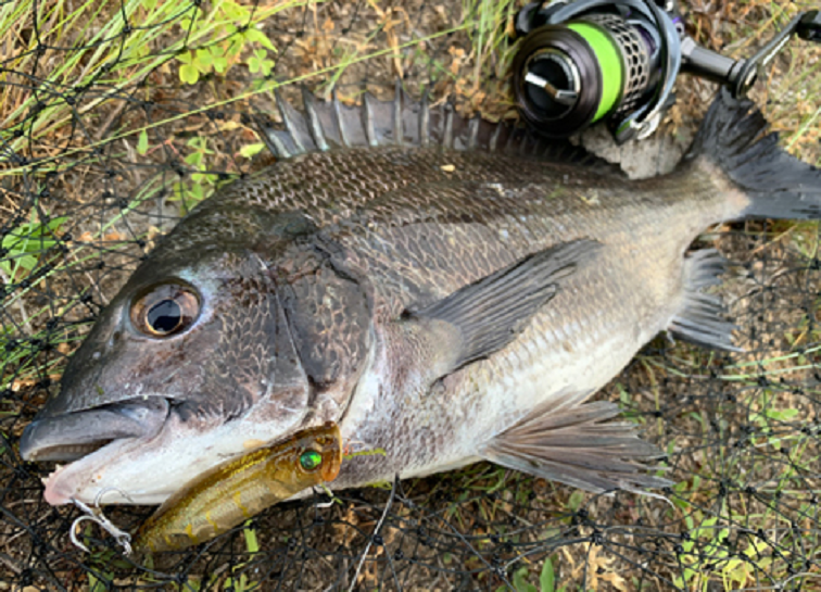 ルアーと魚のアップ写真