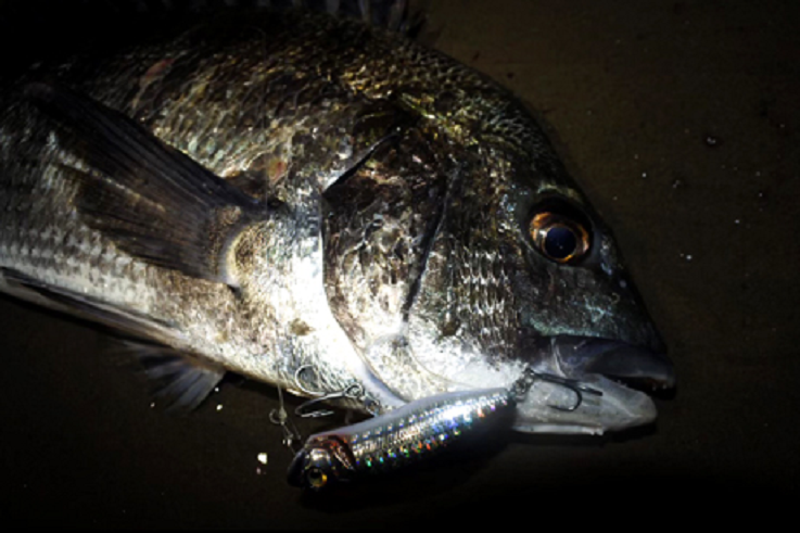 ルアーと魚のアップ写真