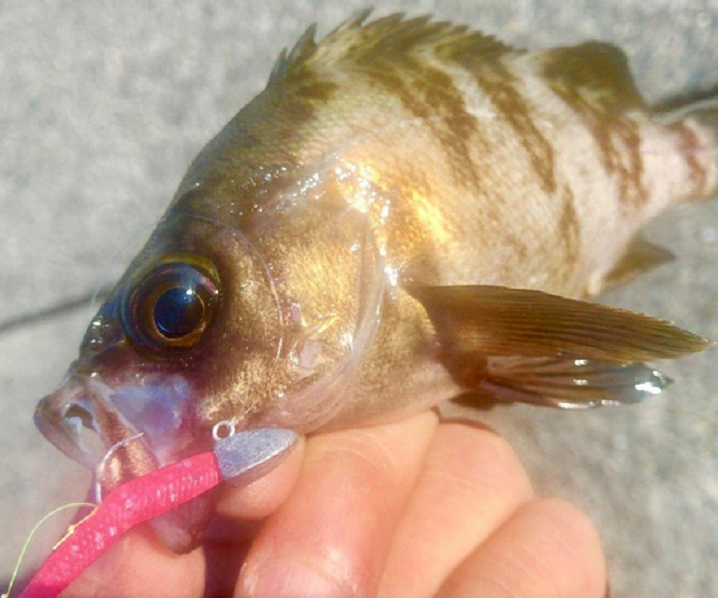 魚のアップ写真