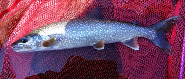 魚のアップ写真