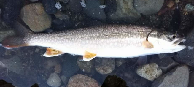 魚のアップ写真