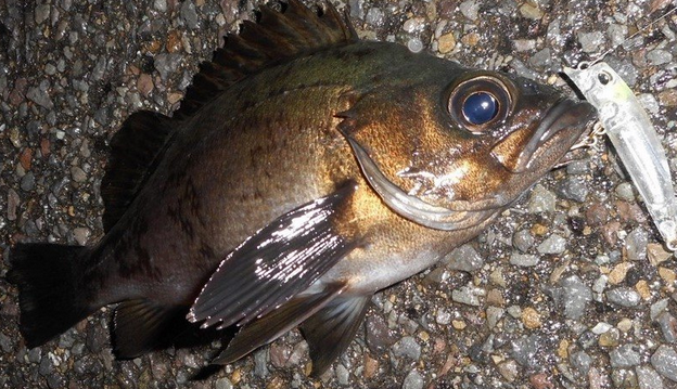 メバリング特集!メバルの釣り方をマスターしたい!おすすめルアーもチェック