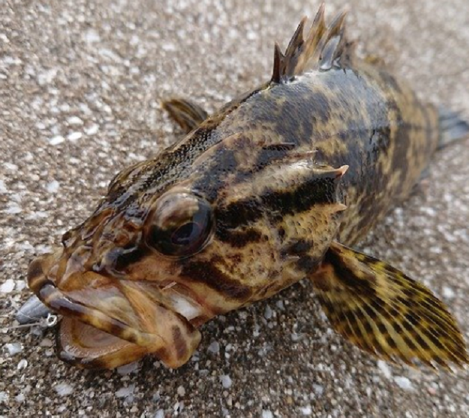 タケノコメバルってどんな魚なの 釣り方や食べ方を詳しくチェック