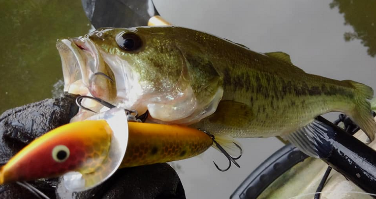 魚とルアーのアップ写真