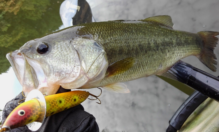 魚とルアーのアップ写真