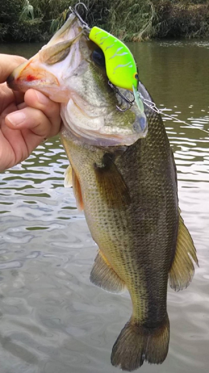 魚とルアーのアップ写真