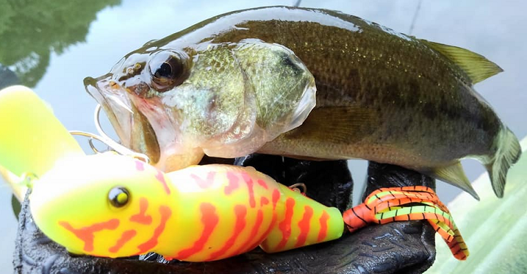 魚とルアーのアップ写真