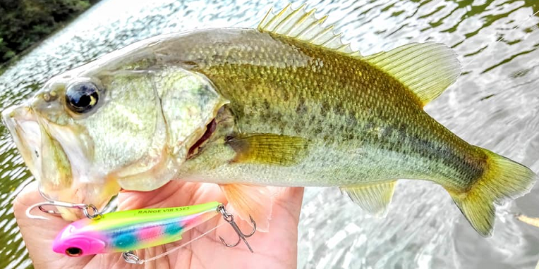 魚とルアーのアップ写真