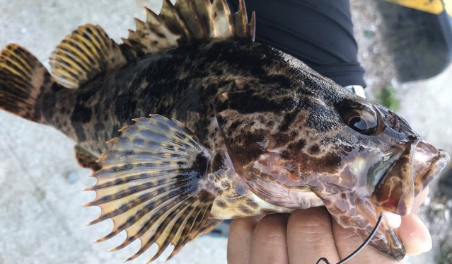 魚のアップ写真